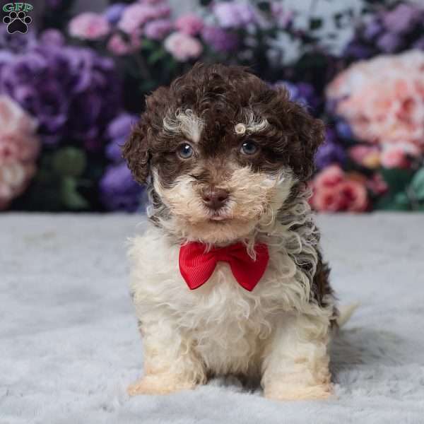 Titus, Havapoo Puppy
